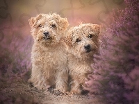 Norfolk terrier, Dwa, Psy, Wrzos