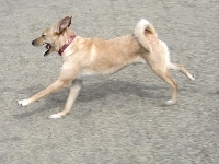Norsk Buhund