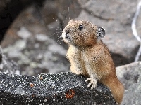 Pika, Northern, Kamień