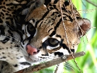 Nosek, Ocelot, Różowy, Gałązki