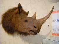 Nosorożec, Głowa