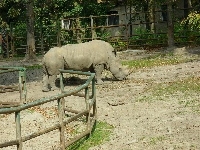 Nosorożec, zagroda