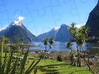 Roślinność, Nowa Zelandia, Jezioro, Góry, Milford Sound