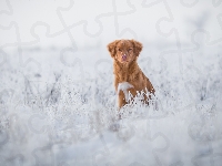 Śnieg, Retriever z Nowej Szkocji, Pies