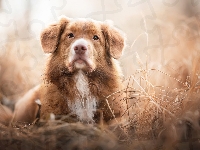 Trawa, Retriever z Nowej Szkocji, Pies