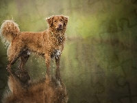 Woda, Retriever z Nowej Szkocji, Pies