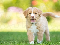 Trawa, Retriever z Nowej Szkocji, Szczeniak