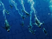 Pingwiny, Nurkujące, Morze