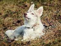 Obroża, Siberian Husky, Trawa