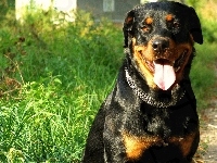 Obroża, Rottweiler, Język, Trawa