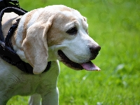 Obroża, Beagle, Pies