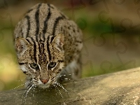 Ocelot