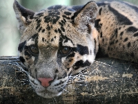 Ocelot