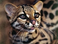 Ocelot, Drapieżnik