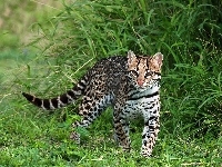 Ocelot, Trawa