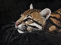 Wąsy, Ocelot, Głowa