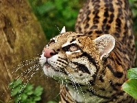 Ocelot