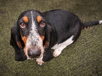 Oczy, Smutne, Basset