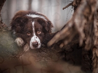 Oczy, Pysk, Border Collie