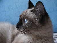 Oczy, Niebieskie, Kot