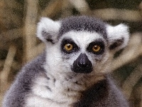 Oczy, Lemura