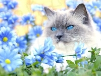 Oczy, Kot, Niebieskie, Margerytki