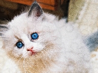 Niebieskie, Kotek, Ragdoll, Oczy