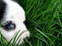 Oczy, Bearded collie, Szczeniak, Niebieskie, Trawa