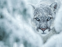 Zima, Niebieskie, Puma, Oczy, Grafika AI, Głowa