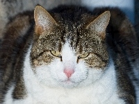 Oczy, Kot, Uszy, Nosek