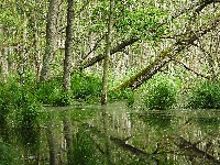 Kępy, Bagna, Las, Odbicie, Trawy, Drzewa