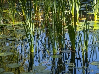 Trawa, Odbicie, Liście, Bagno, Staw