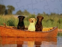 Łódce, Psy, Trawa, Trzy, Na, Jezioro