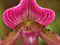 Odmiana, Kwiat, Ladyslipper, Orchid, Storczyka