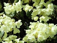 Odmiany, Biały, Rododendron, Campylocarpum