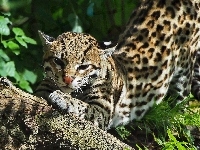 Odpoczywający, Ocelot