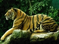 Tygrys, Odpoczywajacy, Skała