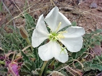 Oenothera