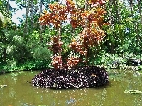 Botaniczny, Ogród, Hawaje