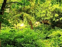 Drzewa, Ogród, Paprocie