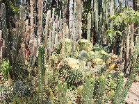 Kaktusy, Ogród botaniczny