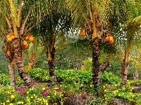 Kokosowy, Ogród, Kwiaty