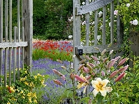 Gate, Island, Bainbridge, Ogród, Waszyngton, Kwiatowy
