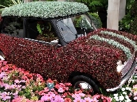 Kwiatowy, Ogród, Samochód