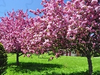 Kwitnące, Ogród, Drzewa