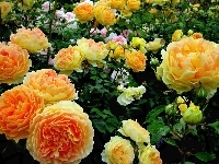 Żółte, Ogród, Róże