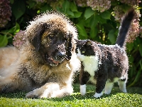 Kotek, Ogród, Pies, Leonberger, Hortensja