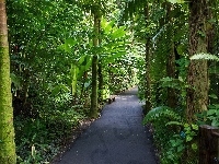 Ogród Botaniczny, Hawaje, Tropikalny, Aleja