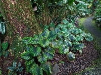 Ogród Botaniczny, Hawaje, Tropikalny, Rośliny