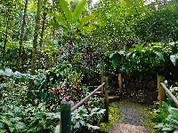 Ogród Botaniczny, Hawaje, Tropikalny, Schodki